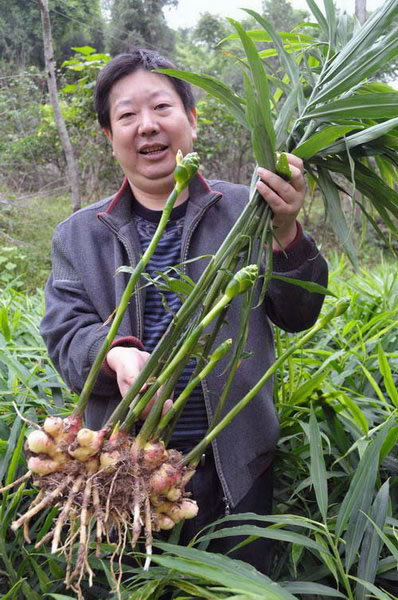 姜开花是甚么样有图片吗?