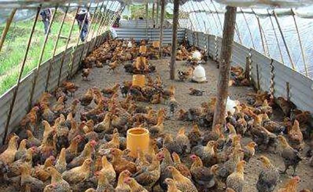 农民养鸡不喂饲料喂大蒜,鸡长得快下蛋多,一举