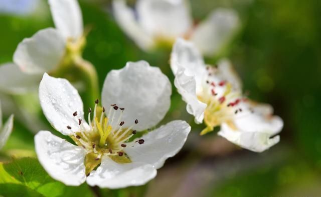 南疆香梨树开花始期及花期气象条件预报