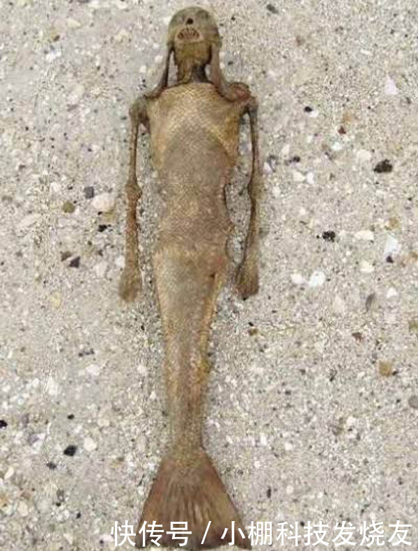 世界上有美人鱼吗