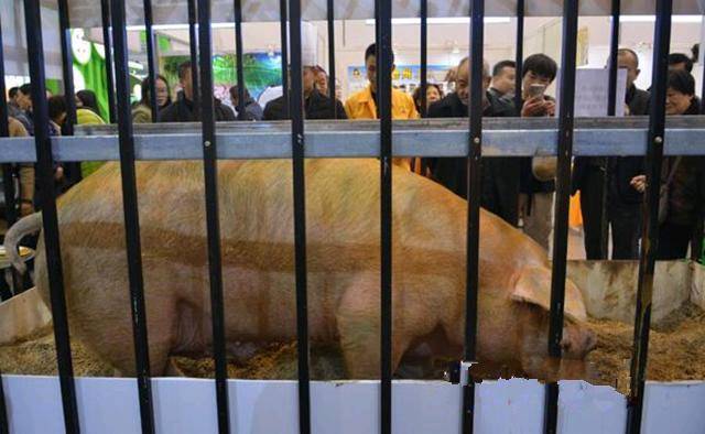 农村男子养出千斤“猪王”,成了当地名人,猪饲料品牌纷纷找他代