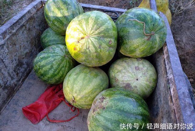 农民秋收忙不过来,耽误了卖打瓜,打瓜烂掉娘俩