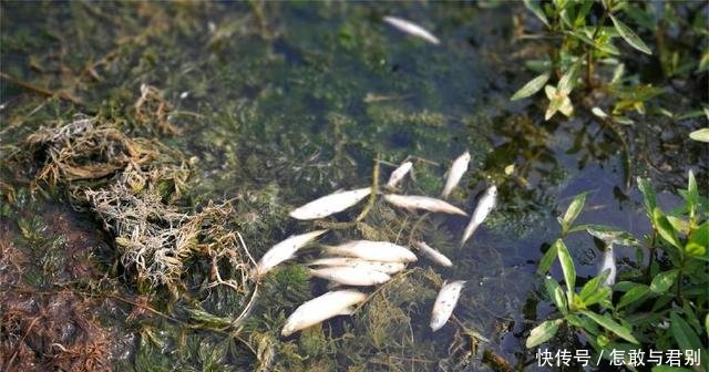 农村河中出现异常死鱼,钓鱼人称鱼又遇到钓鱼