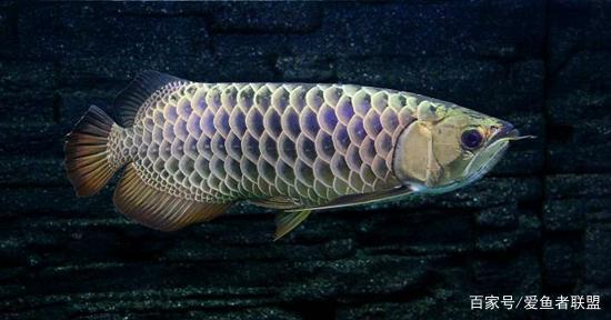 巴林左旗林東鎮(zhèn)星海水族館（巴林左旗林東鎮(zhèn)海拔高度）