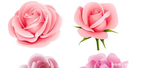粉色玫瑰花花语是什么粉色玫瑰花可以吃