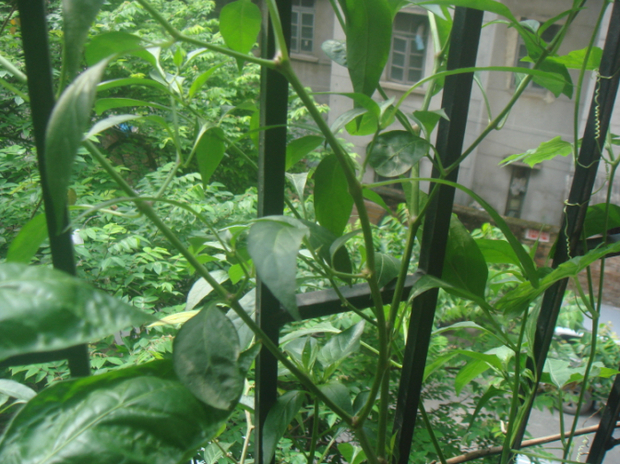 t01e0ccce5034199220.jpg