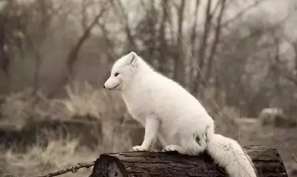 东北狐仙传说,不可思议