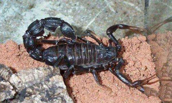 地球上4大最毒的蝎子, 第一被蛰一下就致命, 第