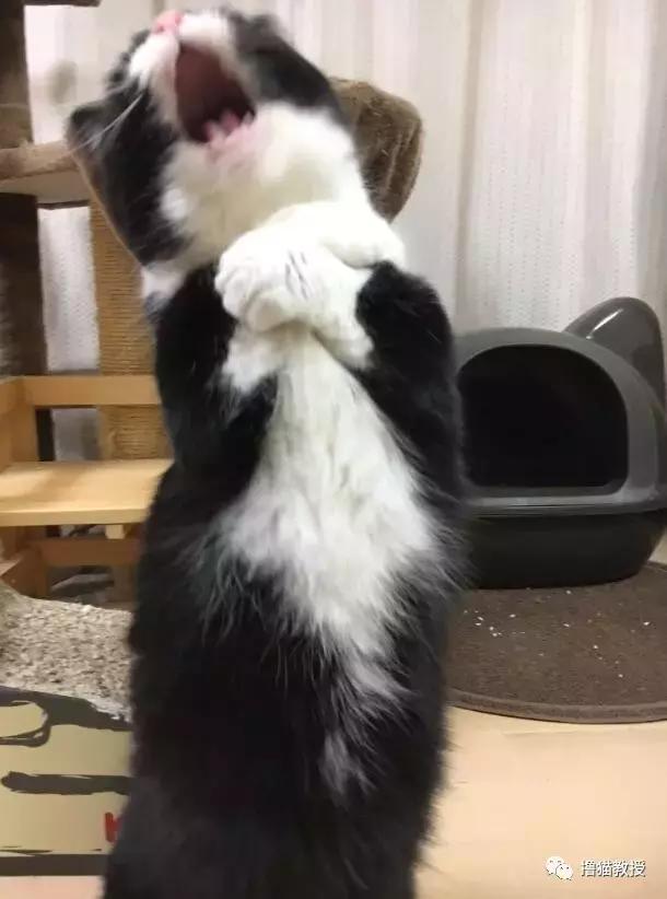 一只会唱歌的猫咪,出场费要100条小鱼干,非常厉害了!