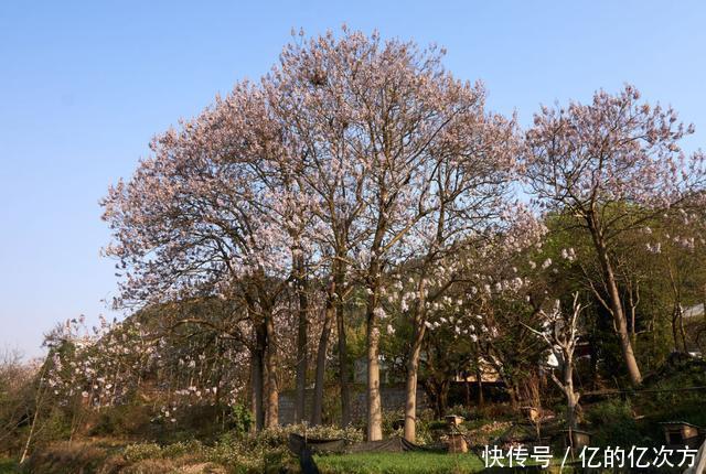 怀念家乡的泡桐树