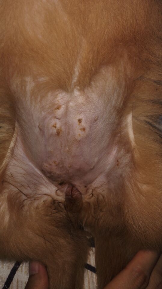 一个多月母金毛犬肚皮上有白色麦粒大小肿块