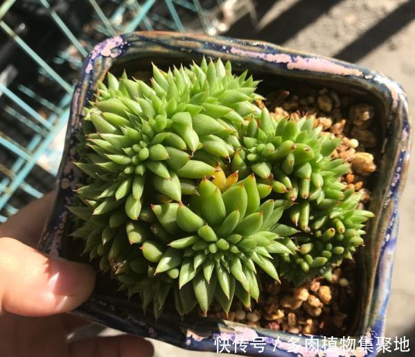 多肉植物上盆后,第一次应该怎么浇水,才能不烂