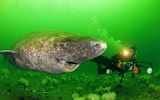 格陵兰睡鲨，可以活到400岁的鲨鱼，要等一个世纪才能有伴侣