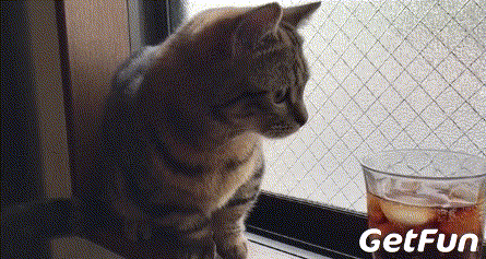 三只小短腿猫的日常,一只比一只萌 - 360娱乐,你开心就好