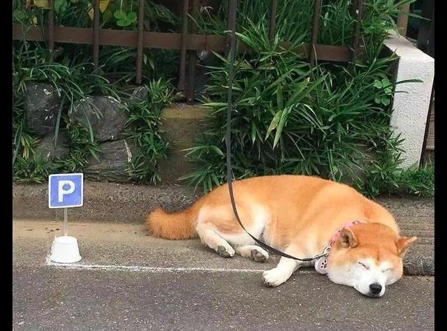 柴犬喜欢趴在马路边上睡觉,主人就给它画了一