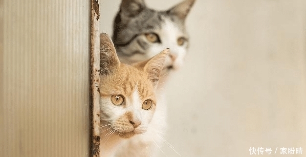 如果把猫咪关在门外,它会不停地喵喵叫,你知道是什么原因吗? 必发888老虎机