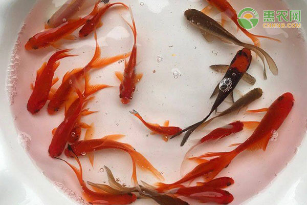 神仙魚和金龍魚混養(yǎng)好嗎(神仙魚和金龍魚混養(yǎng)好嗎圖片) 金老虎魚