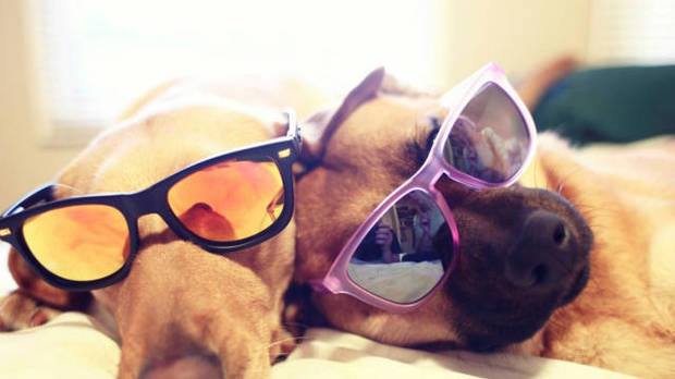 狗狗真的是色盲吗? 狗狗的眼睛是否真的看不到