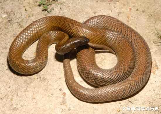 世界5大最恐怖毒蛇, 第一太厉害, 眼镜王蛇只能