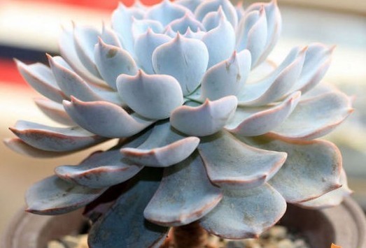 多肉植物蓝莲石又叫什么