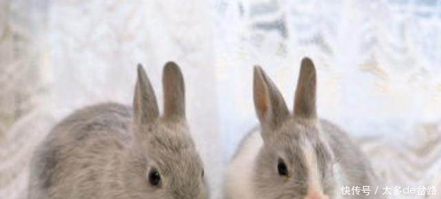 属兔人5月飞黄腾达指日可待,旁人羡慕不已!