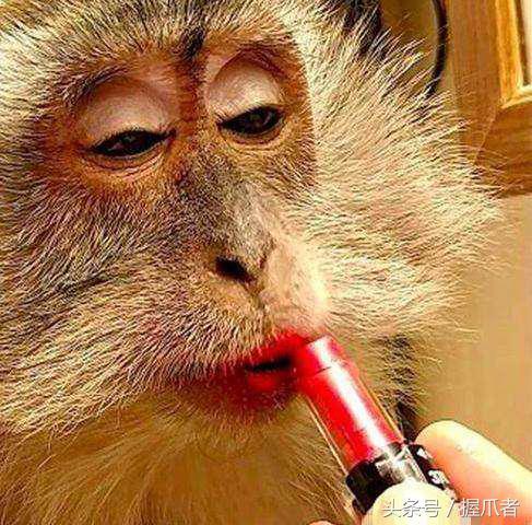 家里养只宠物猴,主人的小帮手、家政小能手,却