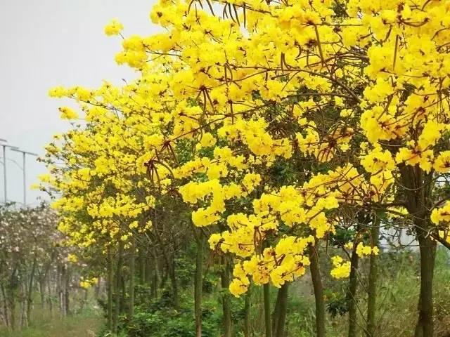 一树黄花,美得心痒,黄得耀眼!遥