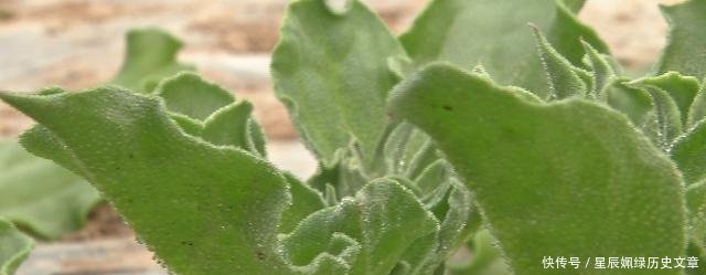 常德武陵区丹洲乡发展都市农业 非洲冰菜走上