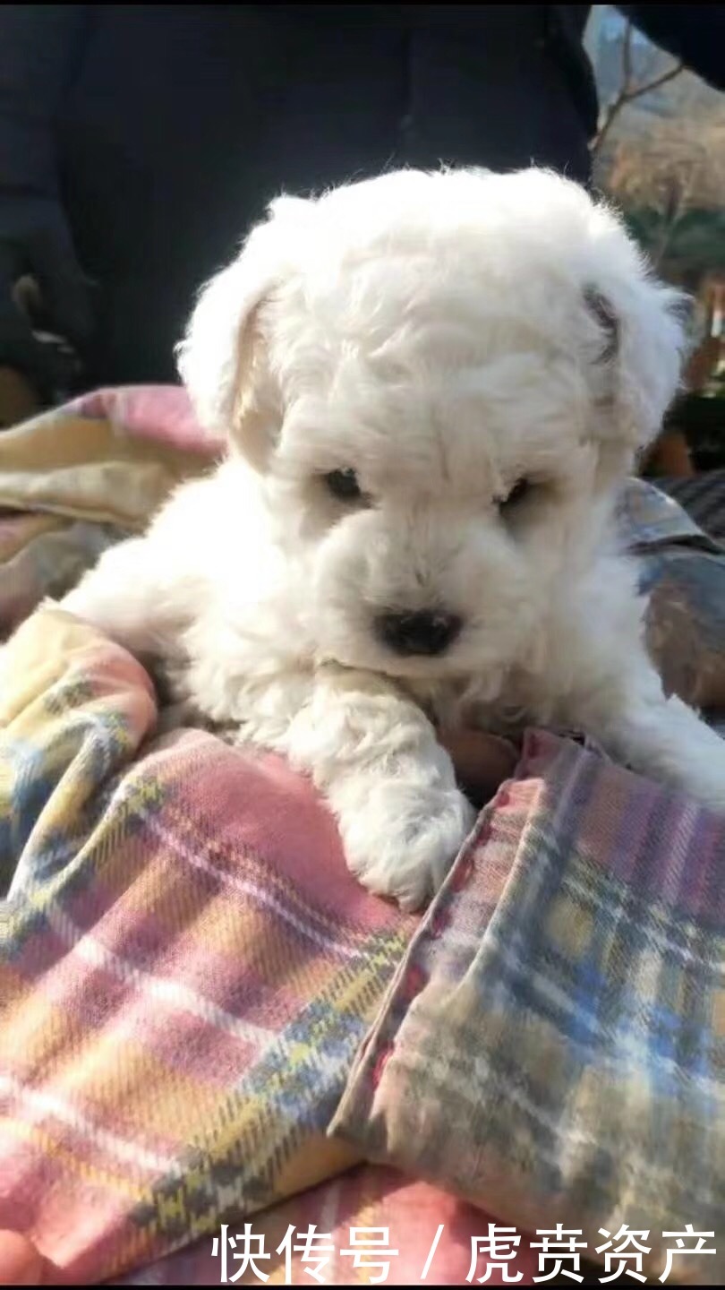 情人节在火车站白捡了一只比熊