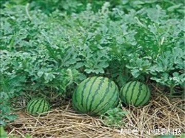 一个西瓜高达二百多元,什么原因导致韩国蔬菜