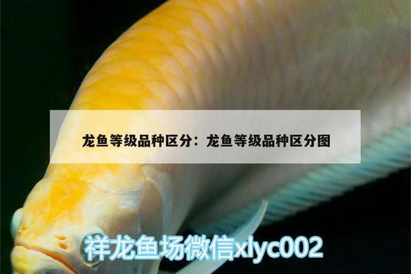 英德市英城老夫子水族店（英德市英城老夫子水族店电话）