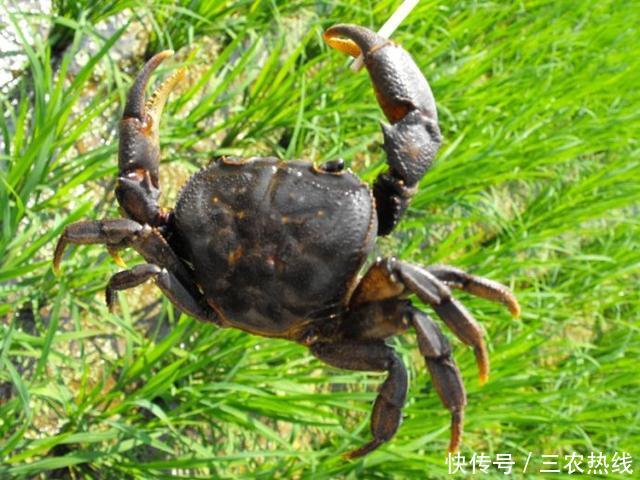 农村的十种“野生水货”你们吃过几种？