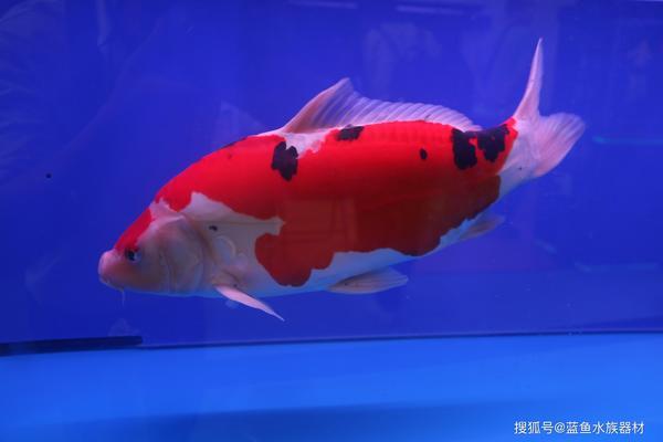 即墨市福水源水族店（即墨水族館）