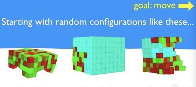 活体可编程机器人