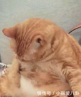 猫咪橘座发现1自己长胖了,摸了摸肚子上的肉肉我不坏的表情图片图片