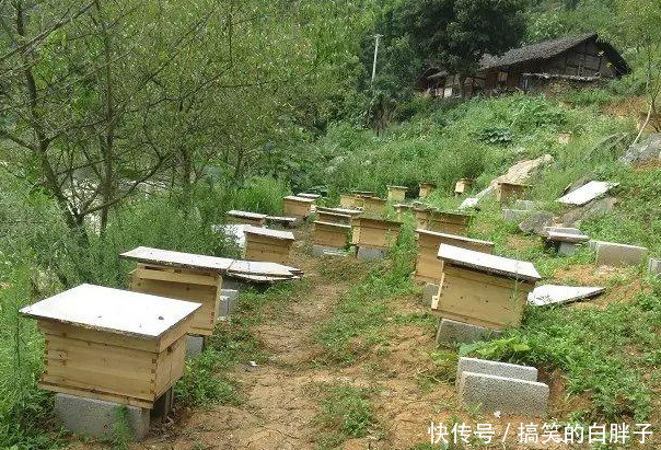 想要蜜蜂多产蜜,饲养环境很重要
