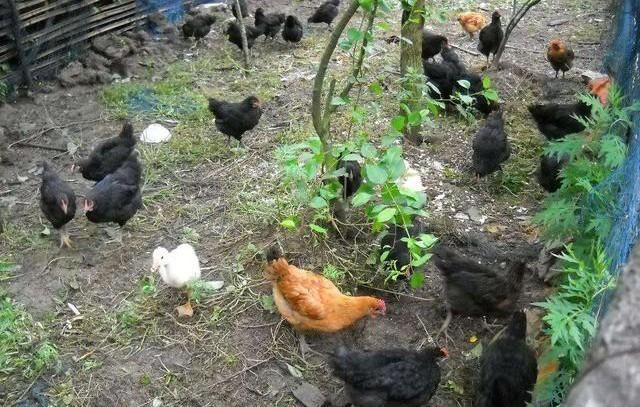 农民养鸡不喂饲料喂大蒜,鸡长得快下蛋多,一举