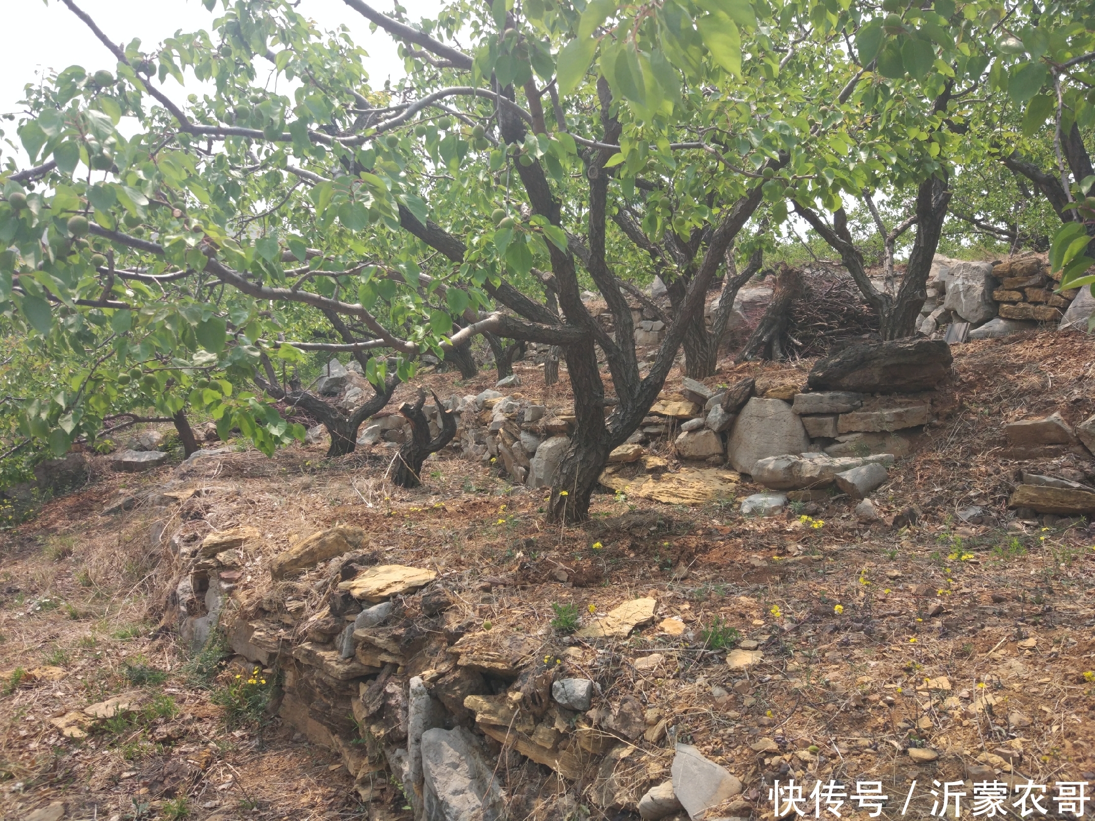 20年前这里开采过铁矿石,现在已经变成果园,结出的水果适合补铁