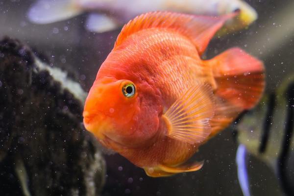 紅龍魚怎么樣換食物(怎樣使紅龍魚食欲增加)