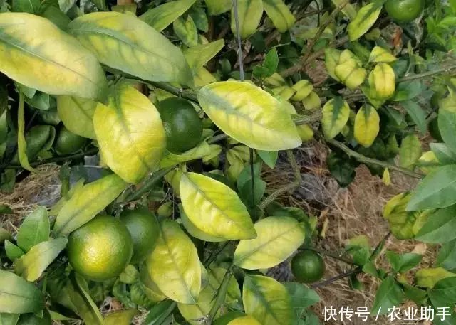 果树越种产量越低,病害越来越多,这是啥问题,果农做错了什么? 十大赌博靠谱网络平台导航