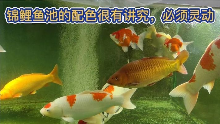 魚(yú)缸養(yǎng)的魚(yú)眼睛怎么凸出來(lái)（魚(yú)缸養(yǎng)的魚(yú)眼睛怎么凸出來(lái)了）