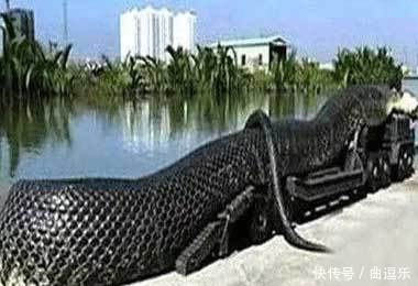 世界上最大的蛇的照片真实版 t01f79f8da4c6ecf9a9.jpg