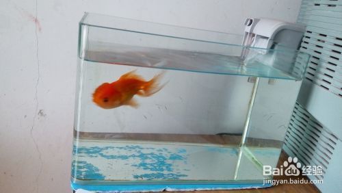 長春市綠園區(qū)大自然花鳥魚商城苗家七彩水族館（長春市大自然花鳥魚市） 全國水族館企業(yè)名錄