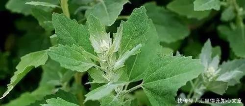 婆婆丁野菜 t01f83a97a44b806bef.jpg