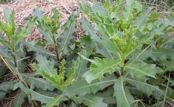 2019年10个农村不起眼的商机