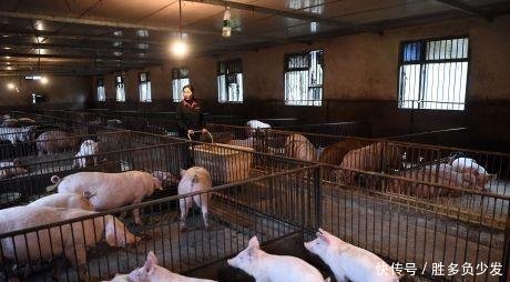 生猪产能下降,2019年元旦后,猪价能否迎来大涨