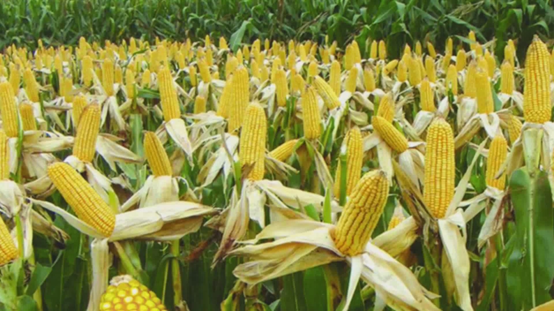玉米制种基地乱象调查：中小种企只能靠侵权为生？_央广网