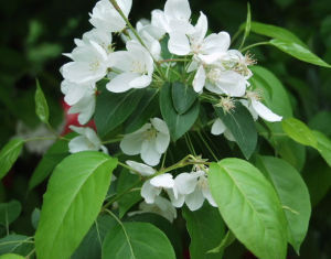 山荆子