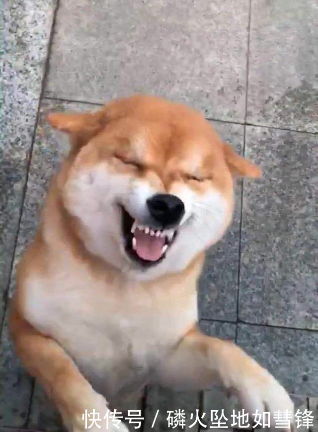 柴犬开心样子见到的表情如何中表情包信将图片的微导出,每一帧都是一个主人图片