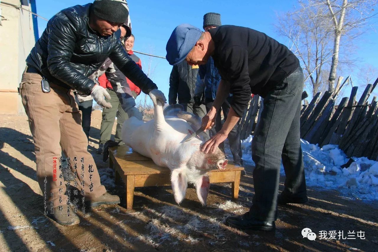 东北农村杀年猪,永远不变的乡俗!